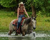 flashy-quarter-horse