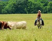 performance-quarter-horse
