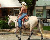 ranch-work-quarter-horse