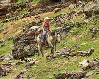 ranch-versatility-quarter-horse