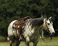 athletic-quarter-horse