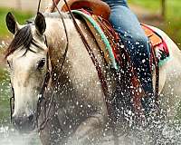 show-quarter-horse