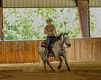 trail-quarter-horse