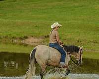 western-riding-quarter-horse