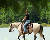 working-cattle-quarter-horse