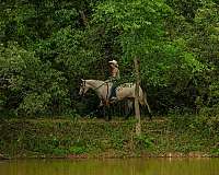 trail-riding-quarter-horse