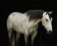 youth-quarter-horse