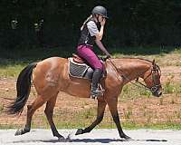 athletic-friesian-horse