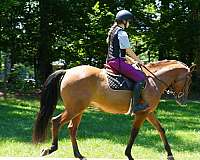 flashy-friesian-horse