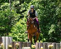 jumping-friesian-horse