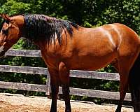 ridden-english-friesian-horse
