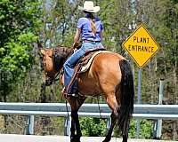 ridden-western-friesian-horse