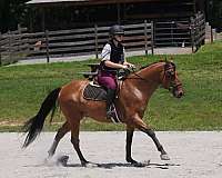 show-friesian-horse