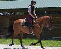 trail-friesian-horse