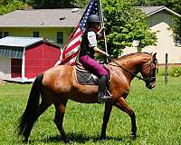 trail-riding-friesian-horse