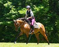 buckskin-friesian-gelding