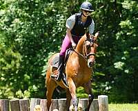 youth-friesian-horse