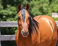 buckskin-all-around-horse