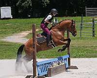 buckskin-athletic-horse