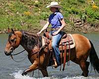 buckskin-flashy-horse