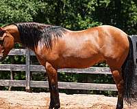 buckskin-jumping-horse