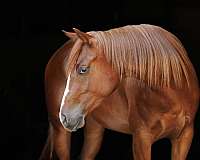 flashy-quarter-horse