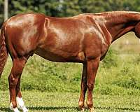 athletic-quarter-horse