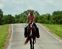 performance-quarter-horse