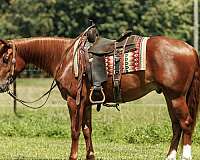 husband-safe-quarter-horse