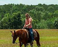 ranch-quarter-horse