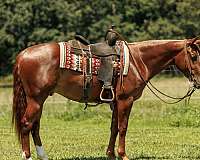 kid-safe-quarter-horse
