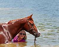 show-quarter-horse