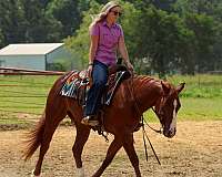 show-hack-quarter-horse