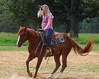 trail-quarter-horse