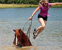 western-riding-quarter-horse