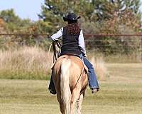 athletic-quarter-horse