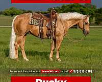 all-around-quarter-horse