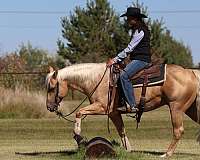 performance-quarter-horse