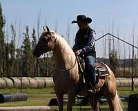 flashy-quarter-horse