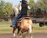 ranch-quarter-horse