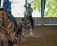 ranch-versatility-quarter-horse