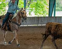 ranch-work-quarter-horse