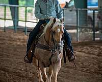 show-quarter-horse