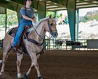trail-quarter-horse