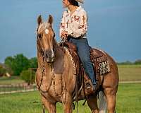 trail-riding-quarter-horse