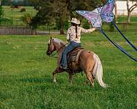 working-cow-quarter-horse