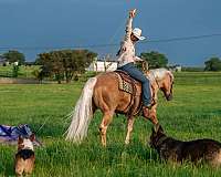 working-cattle-quarter-horse