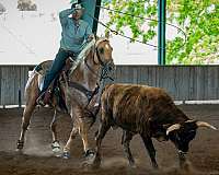 roping-quarter-horse