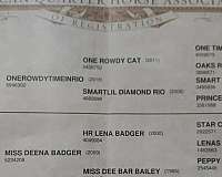 athletic-quarter-horse