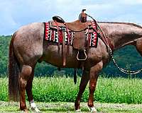 flashy-quarter-horse